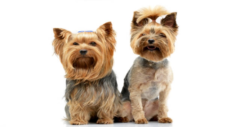 Top Yorkie Hairstyles