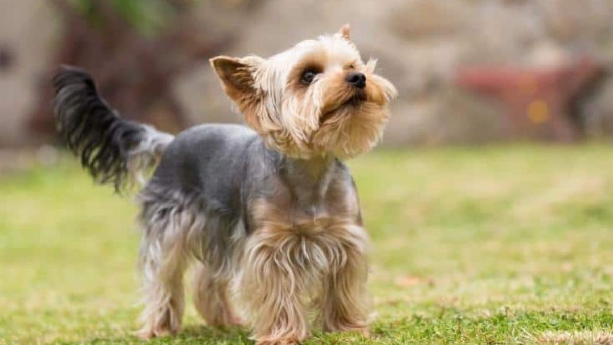 Which is the most popular Yorkie Teddy Bear Haircut?