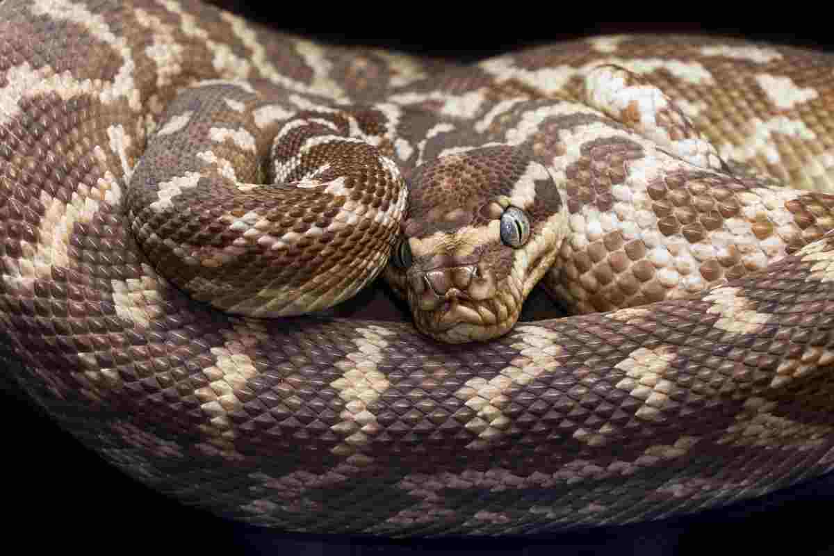 Selenium with Python: Automating Web Tests with Pythonic Simplicity